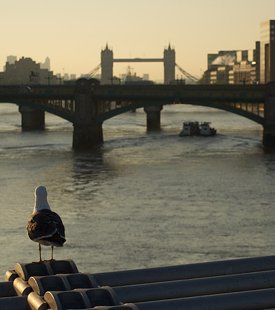 Seagull Taking in the View
